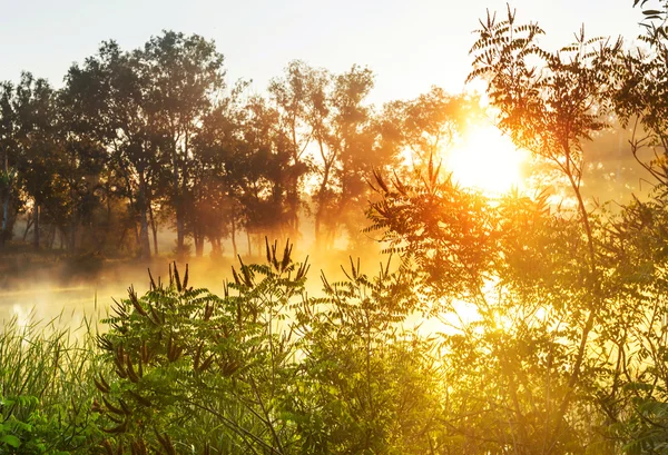 River fog in summer — Stock Photo, Image