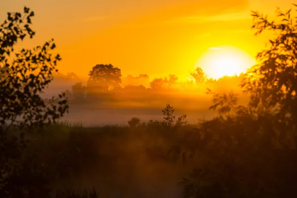 Nebel auf der Wiese bei Sonnenaufgang — Stockfoto