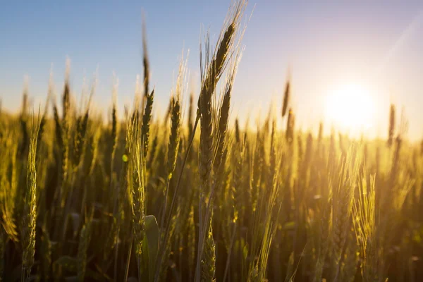 Campo di grano verde — Foto Stock