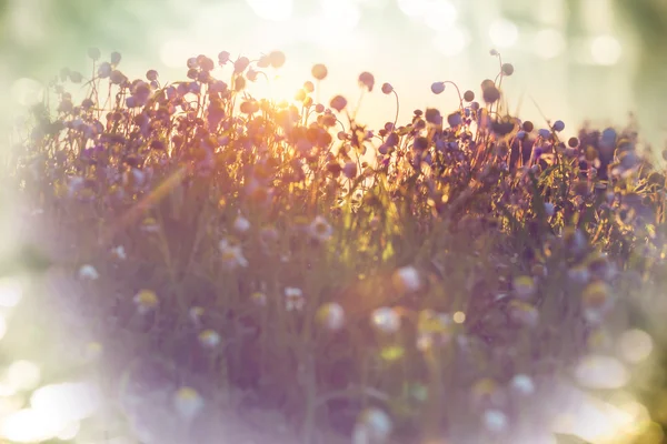 Літні квіти на лузі — стокове фото