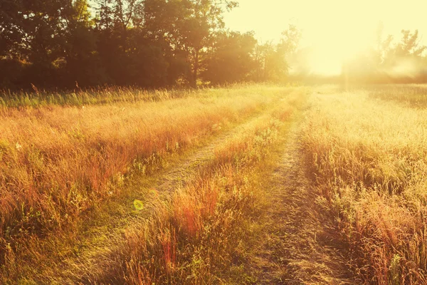 日当たりの良い草原の道 — ストック写真