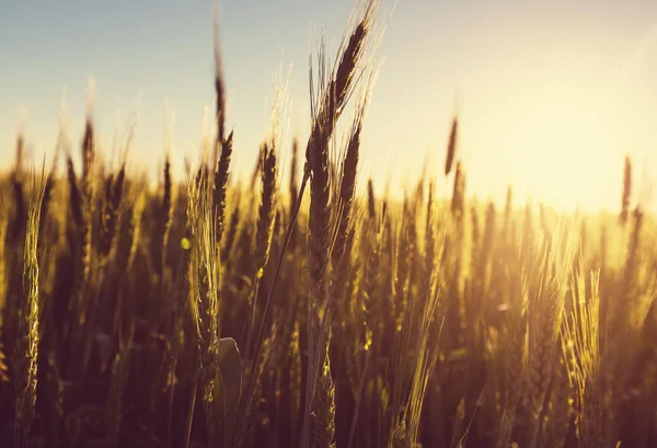 Golden wheat field — Stock Photo, Image