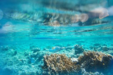 red Sea'deki/daki mercan balık