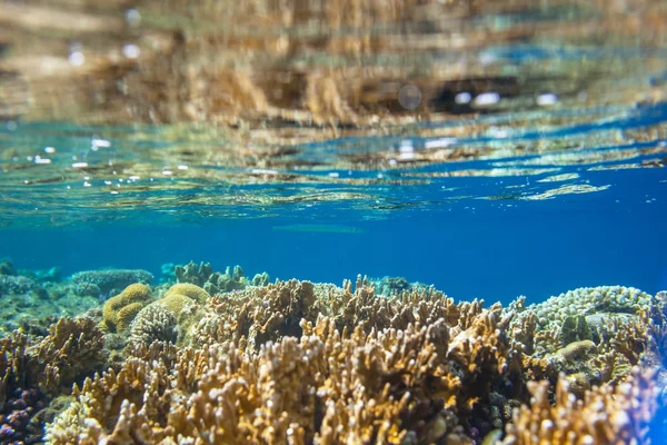 Korallenriff im Roten Meer — Stockfoto