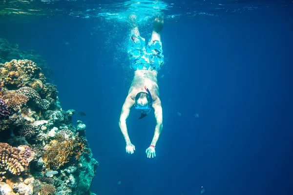 Сноркелинг человек на рифе — стоковое фото