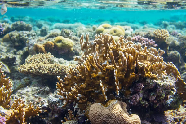 Кораловий риф у Червоному морі — стокове фото