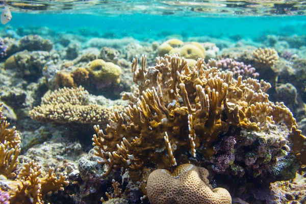 紅海のサンゴ礁は — ストック写真