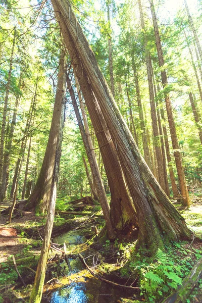 Giant cedar forest — Stock Photo, Image