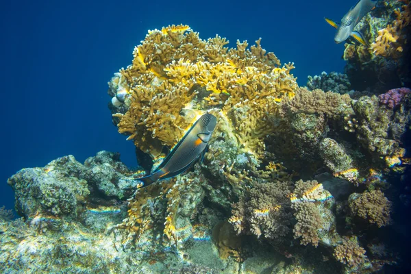 Pesce corallo nel Mar Rosso — Foto Stock