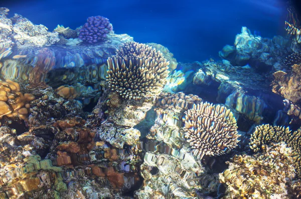 Recifes de coral em mar vermelho — Fotografia de Stock