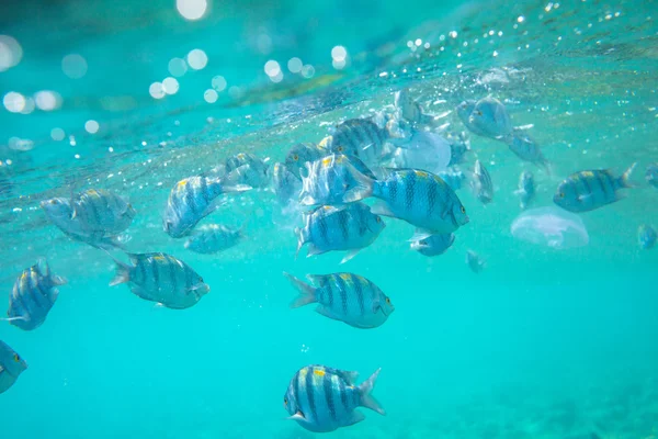 Korall fisk i Röda havet — Stockfoto