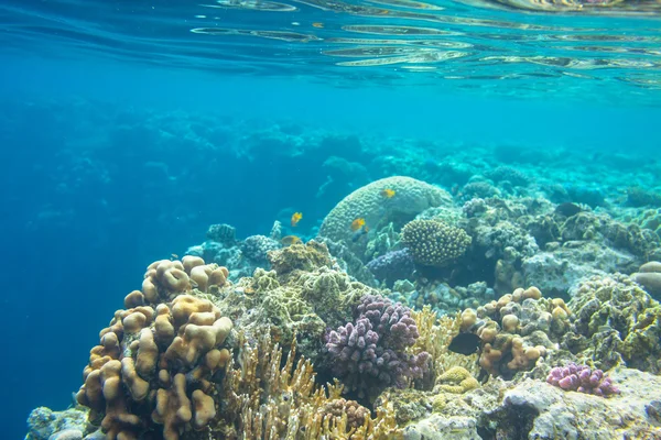 Korallzátony a vörös tengerben — Stock Fotó