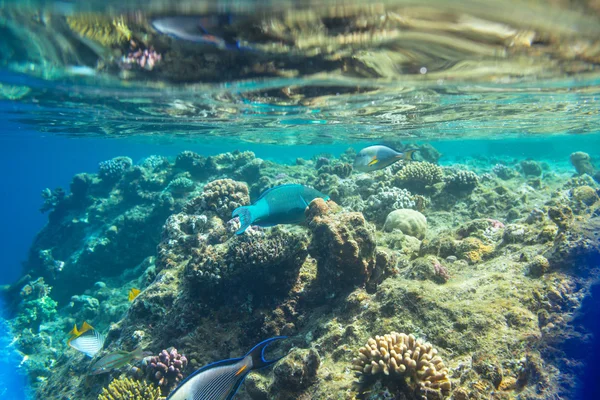 Coral fish in Red Sea — Stock Photo, Image