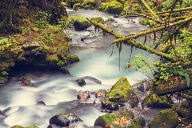 Ormanın içinde hızlı akış