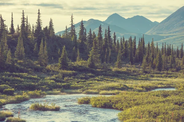 Alaska'da dağ çayır — Stok fotoğraf