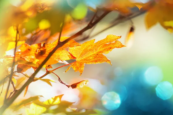 Kleurrijke bladeren in de herfst — Stockfoto