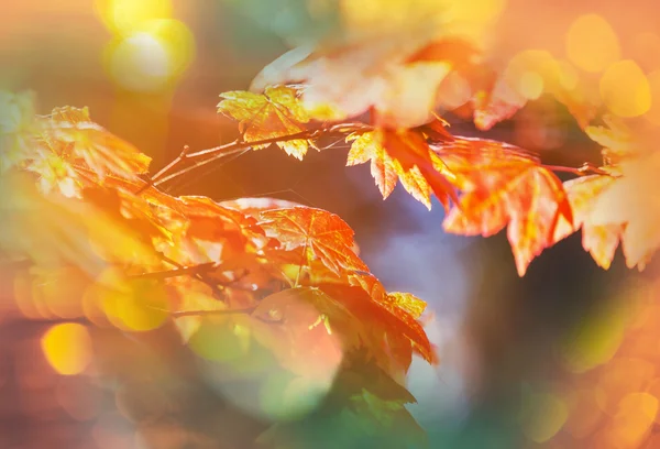 Kleurrijke bladeren in de herfst — Stockfoto