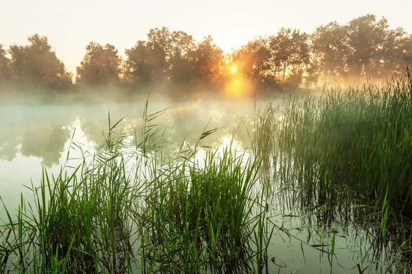 川の朝の霧 — ストック写真
