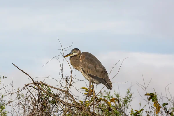 Grote blauwe reiger — Stockfoto