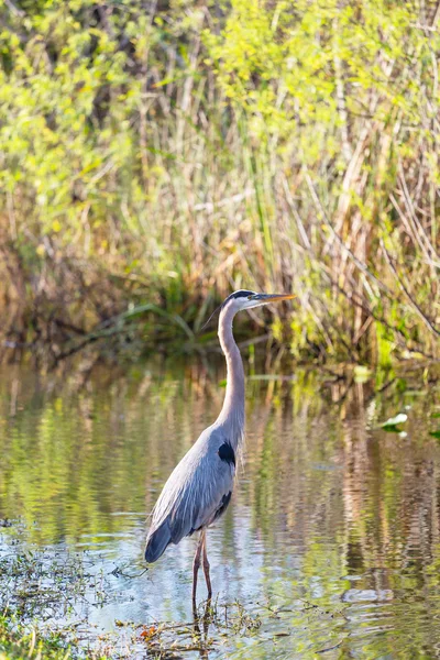 Grande garça azul — Fotografia de Stock