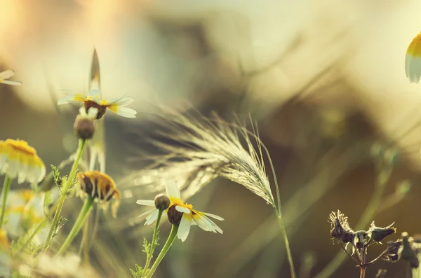 Sommerblumen auf der Wiese — Stockfoto