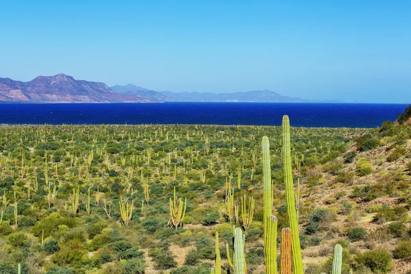 Tropisk strand på Caribbean — Stockfoto