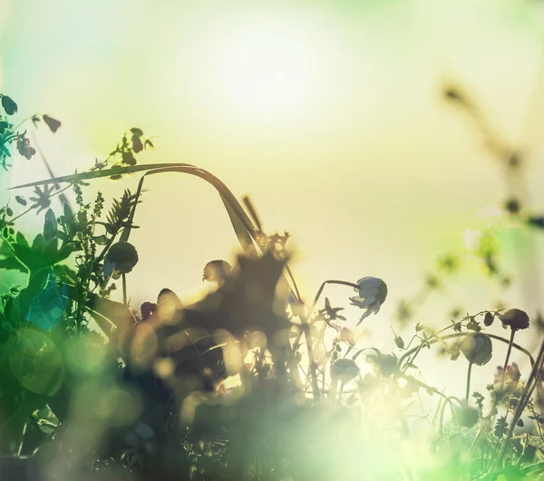 Güneşli bir günde çayır — Stok fotoğraf
