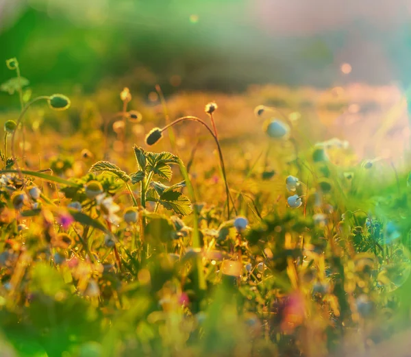 Giornata di sole nel prato — Foto Stock