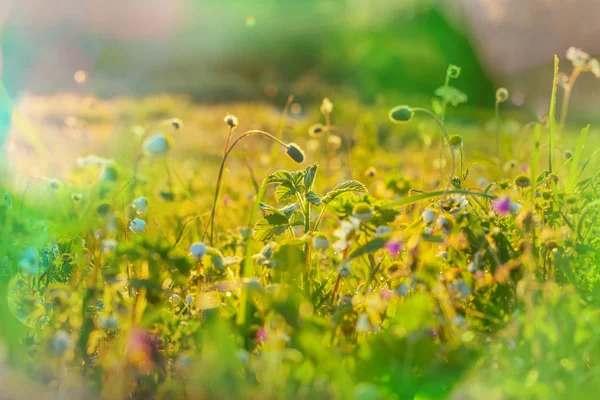 stock image Sunny day in meadow