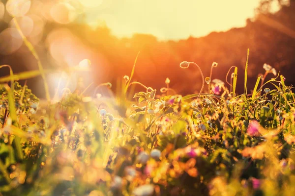 Sunny day in meadow — Stock Photo, Image