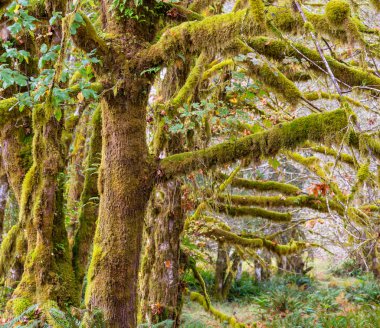 Rainforest yoğun bitki örtüsü ile
