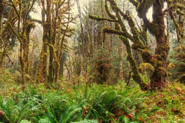 Rainforest yoğun bitki örtüsü ile