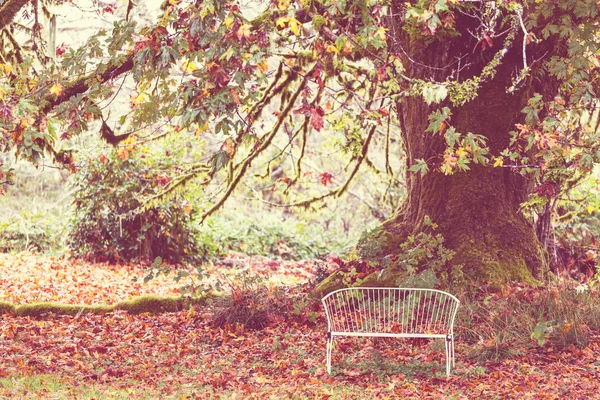 Autumn season bench — Stock Photo, Image