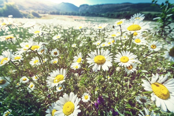 Blossom Chamomile flowers — Stock Photo, Image