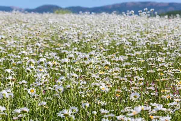 Blühen Kamillenblüten — Stockfoto