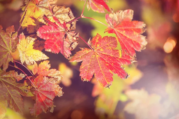 色鮮やかな紅葉 — ストック写真