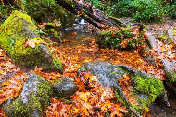 Herbstlicher Waldbach — Stockfoto