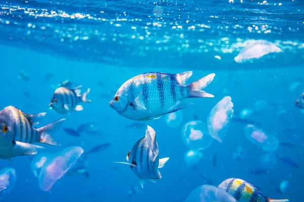 Peces de coral en el mar — Foto de Stock