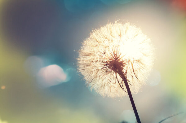 blossom Dandelion flower