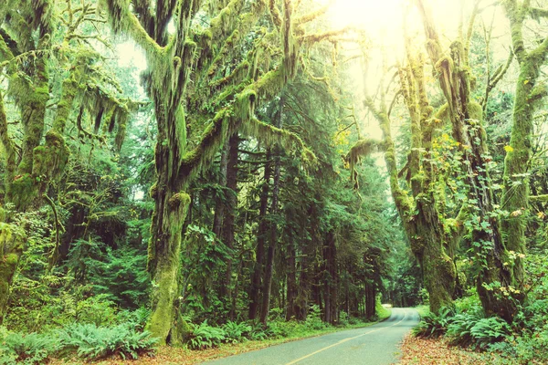 Rainforest yoğun bitki örtüsü ile — Stok fotoğraf
