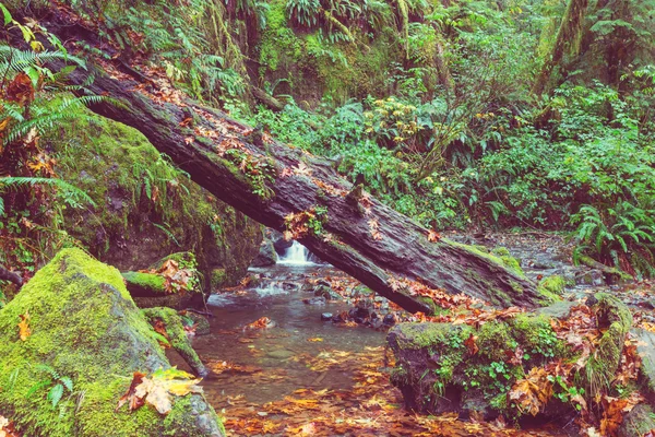 Cours d'eau rapide en bois — Photo