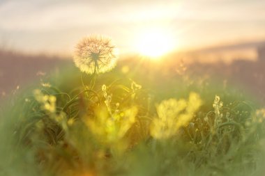 karahindiba çiçek açan çiçek