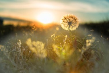 karahindiba çiçek açan çiçek