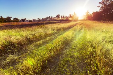 çayır çiftlik yolda
