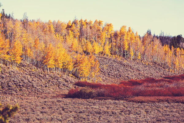 rural forest in autumn