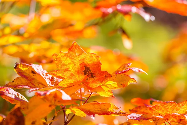 Laat in de herfst seizoen — Stockfoto