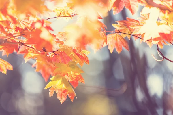 Leaves in autumn season — Stock Photo, Image