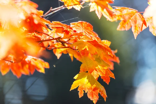 Leaves in autumn season — Stock Photo, Image