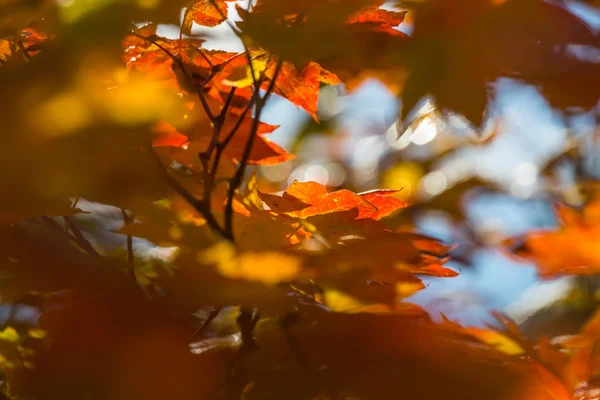 Hojas en temporada de otoño —  Fotos de Stock