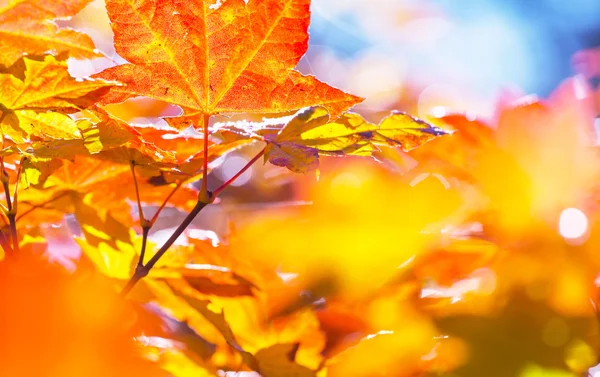 Hojas en temporada de otoño — Foto de Stock